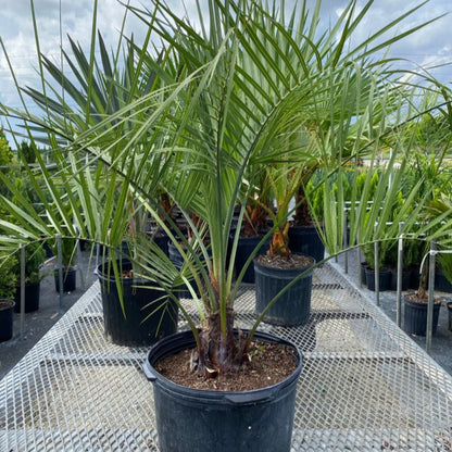 Pindo Palm (Jelly Palm)
