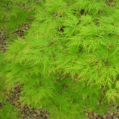 Emerald Lace Japanese Maple