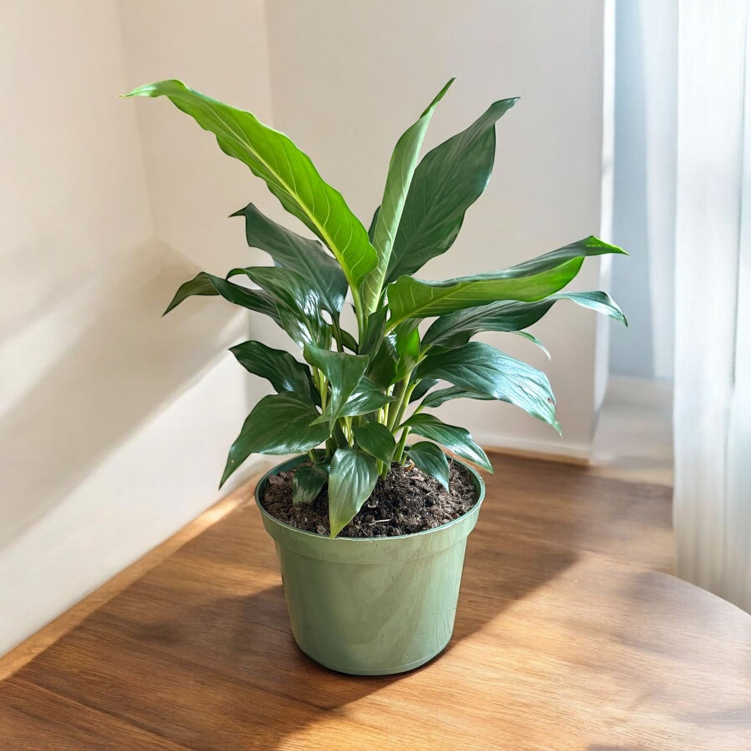 are peace lilies air purifiers Green Peace Lily - 6 Inch Pot