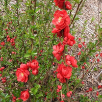 Texas Scarlet Flowering Quince
