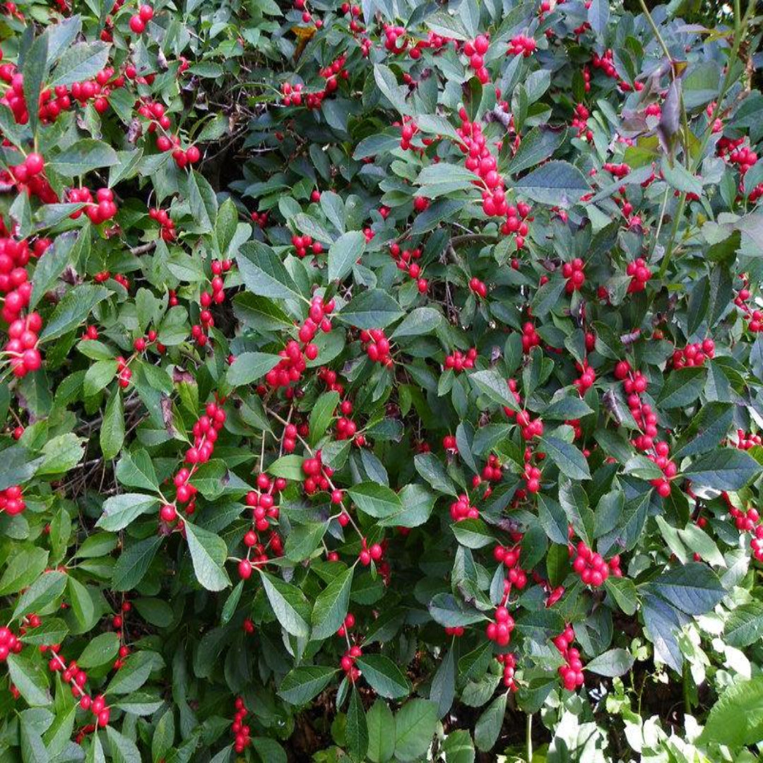 Red Sprite Winterberry