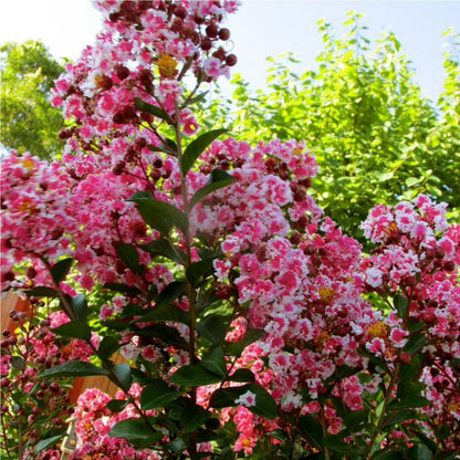 Peppermint Crape Myrtle