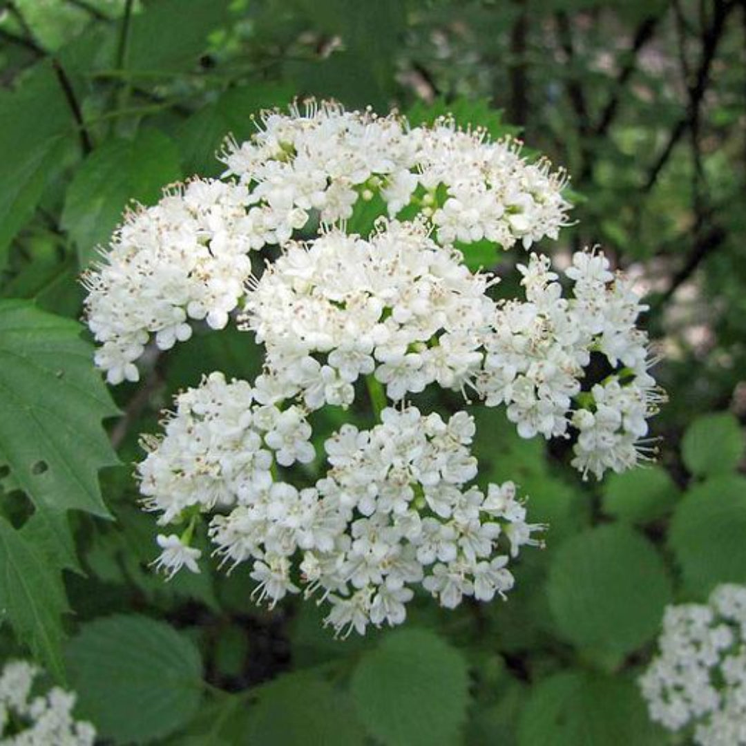 Arrowwood Viburnum Shrubs