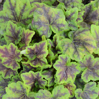 Heucherella Fun and Games Leapfrog Ppaf Foamy Bells
