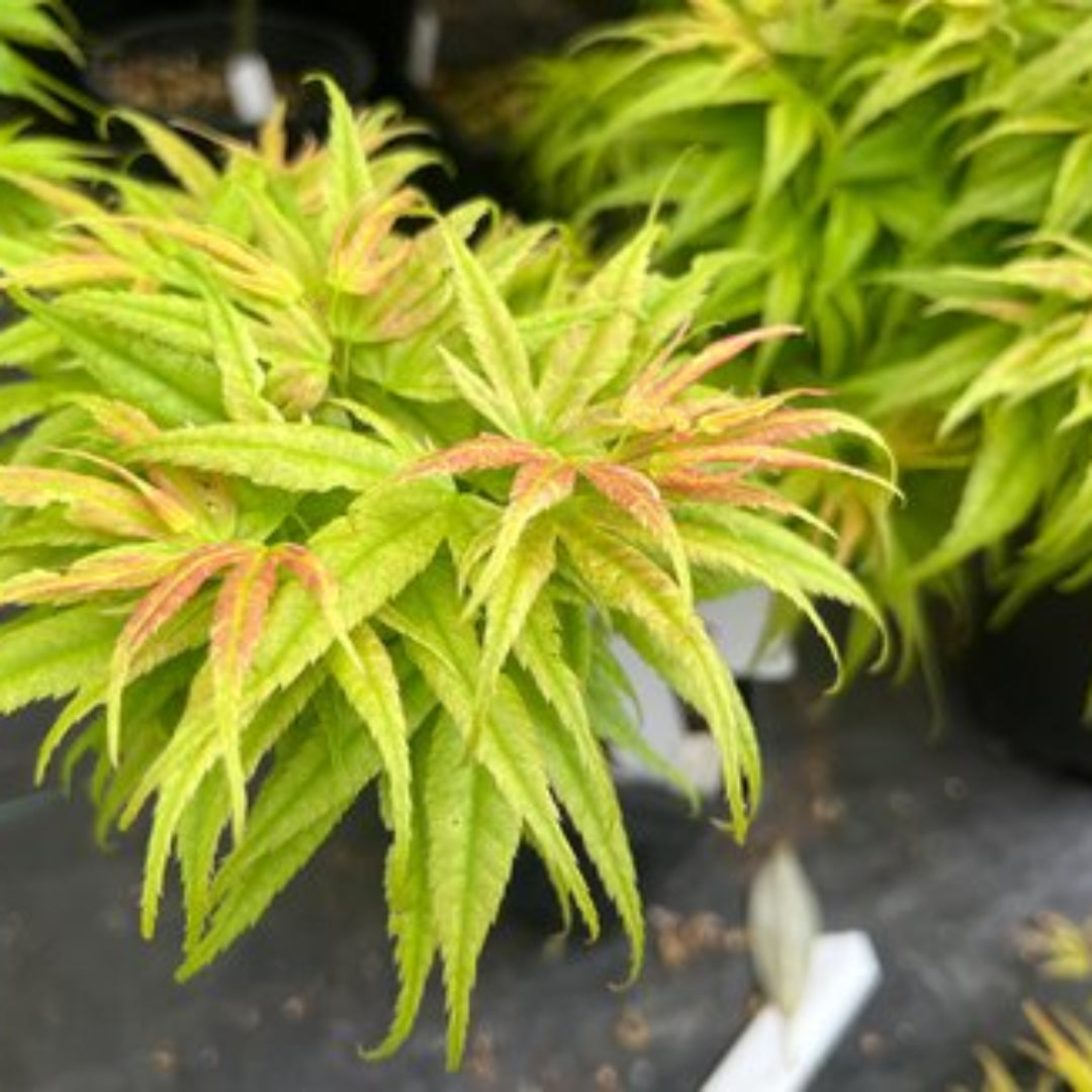 Ukon Japanese Maple
