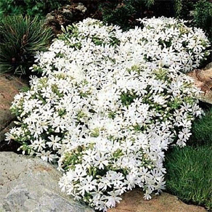 Phlox subulata &
