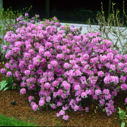 Olga Mezitt Rhododendron buy online plants and trees at pixies Gardens.