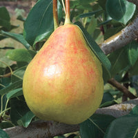 Cold hardy Moonglow pear tree plant