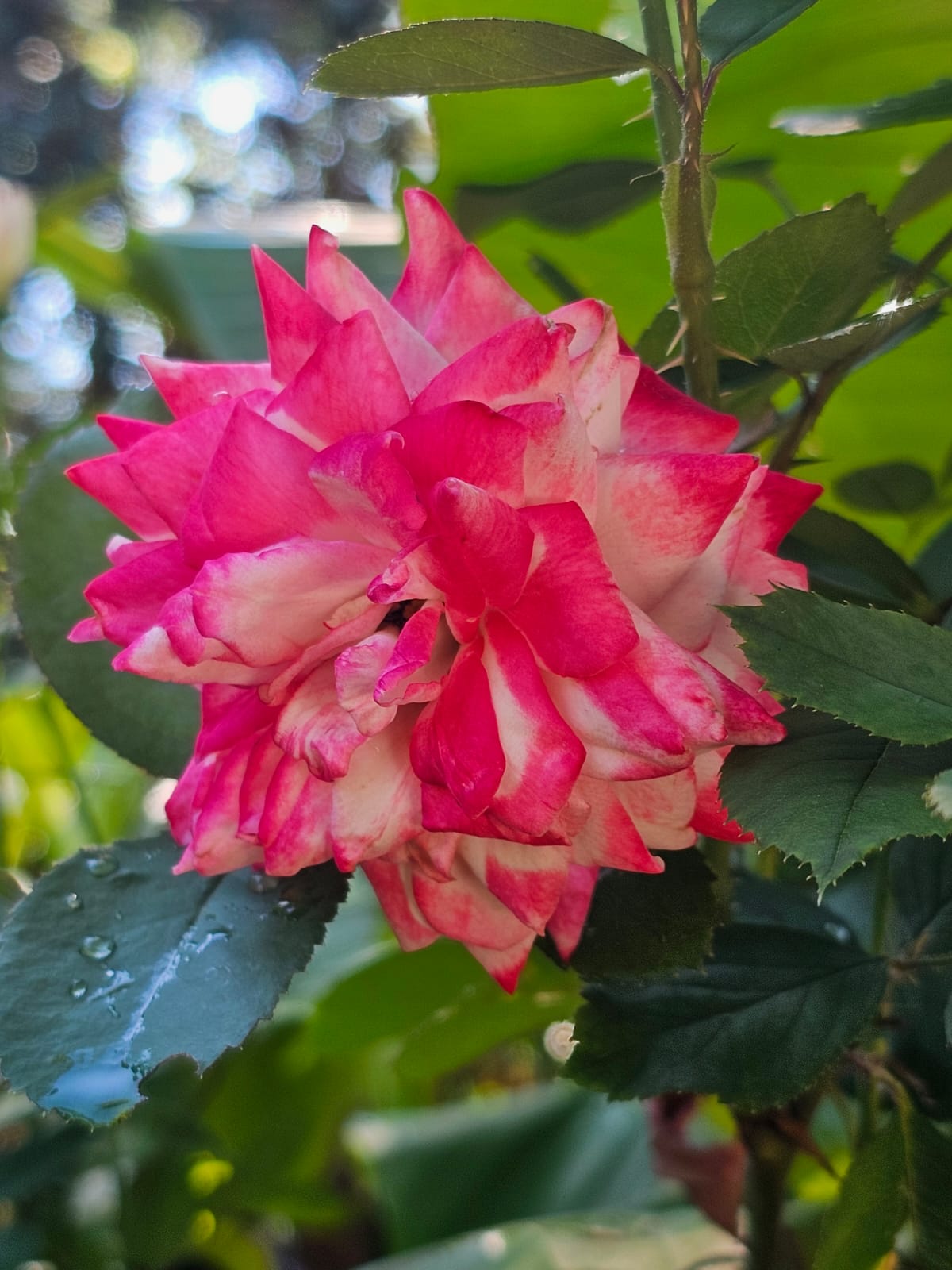 Candy Cane Cocktail Rose