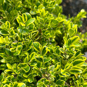 Golden Dream Buxus