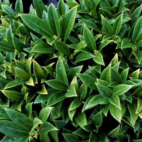 Himalayan Sweetbox Sarcococca hookeriana evergreen shrub with glossy green foliage