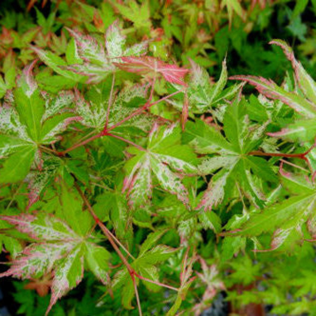 Peve Starfish Multicolor Japanese Maple