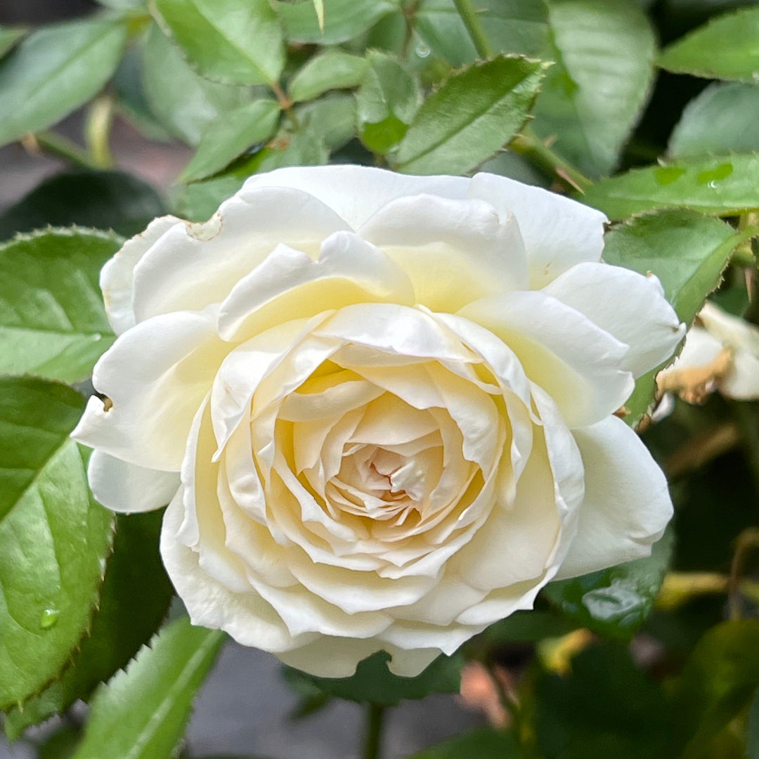 Bolero Rose