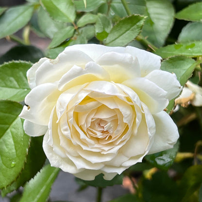 Bolero Rose
