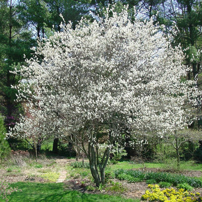 Autumn Brilliance Serviceberry