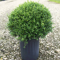 Soft Touch Compact Holly