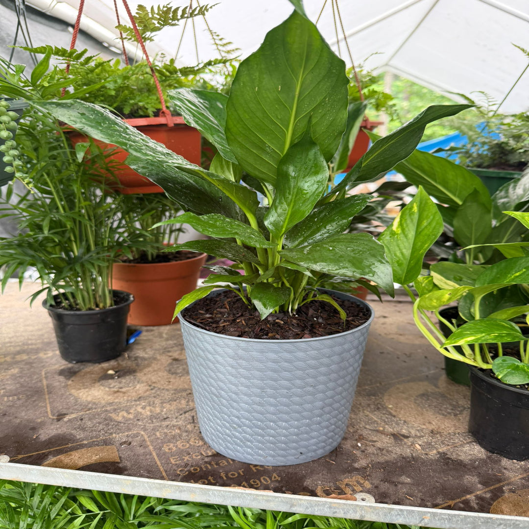 live peace lily Green Peace Lily - 6 Inch Pot