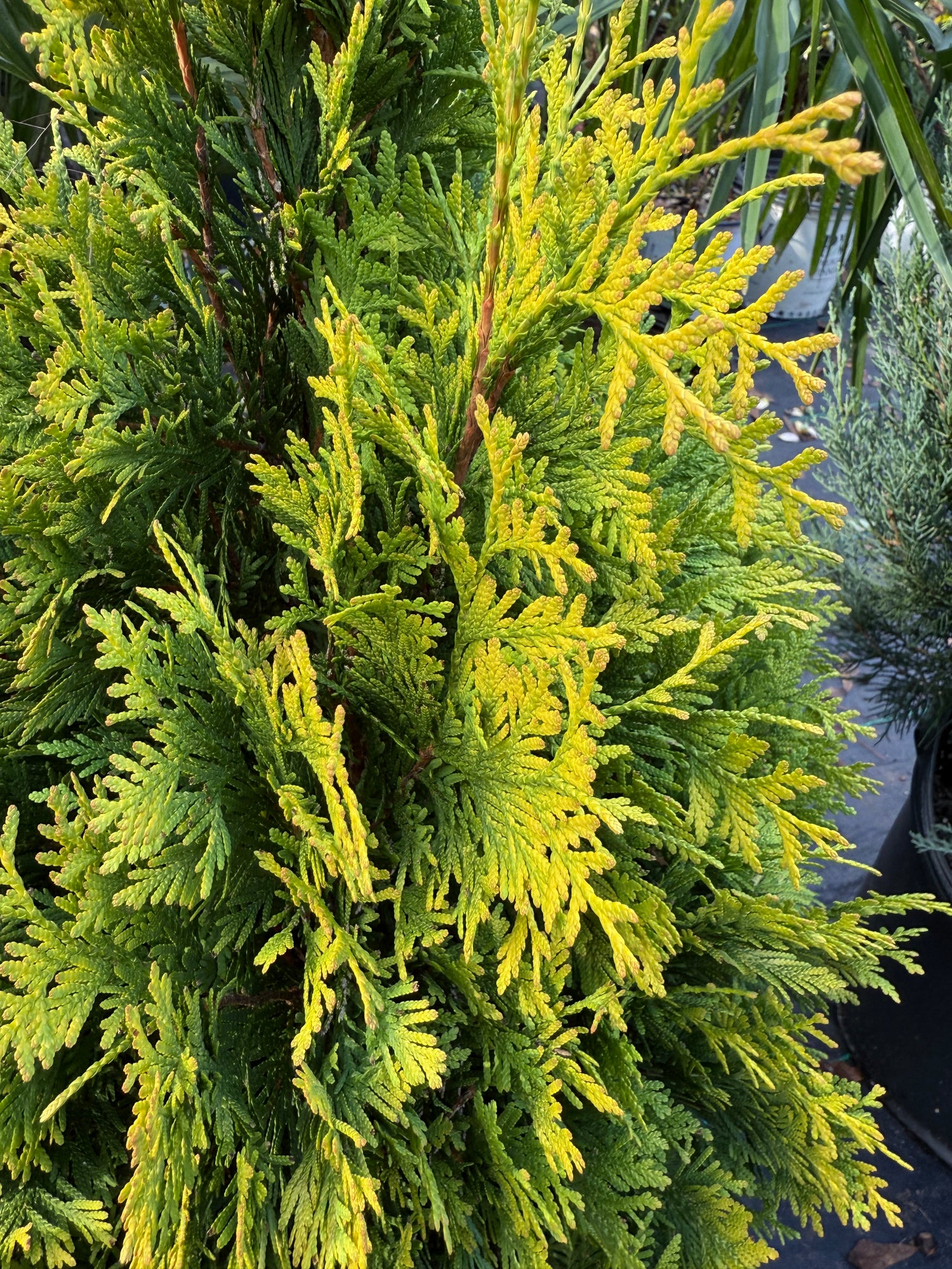 George Peabody Arborvitae