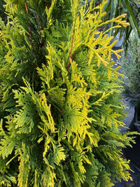 George Peabody Arborvitae