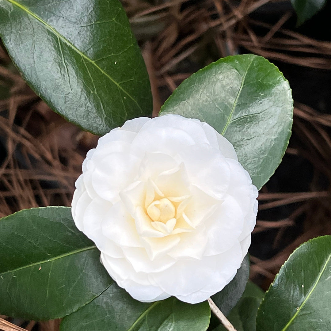 White By The Gate Camellia