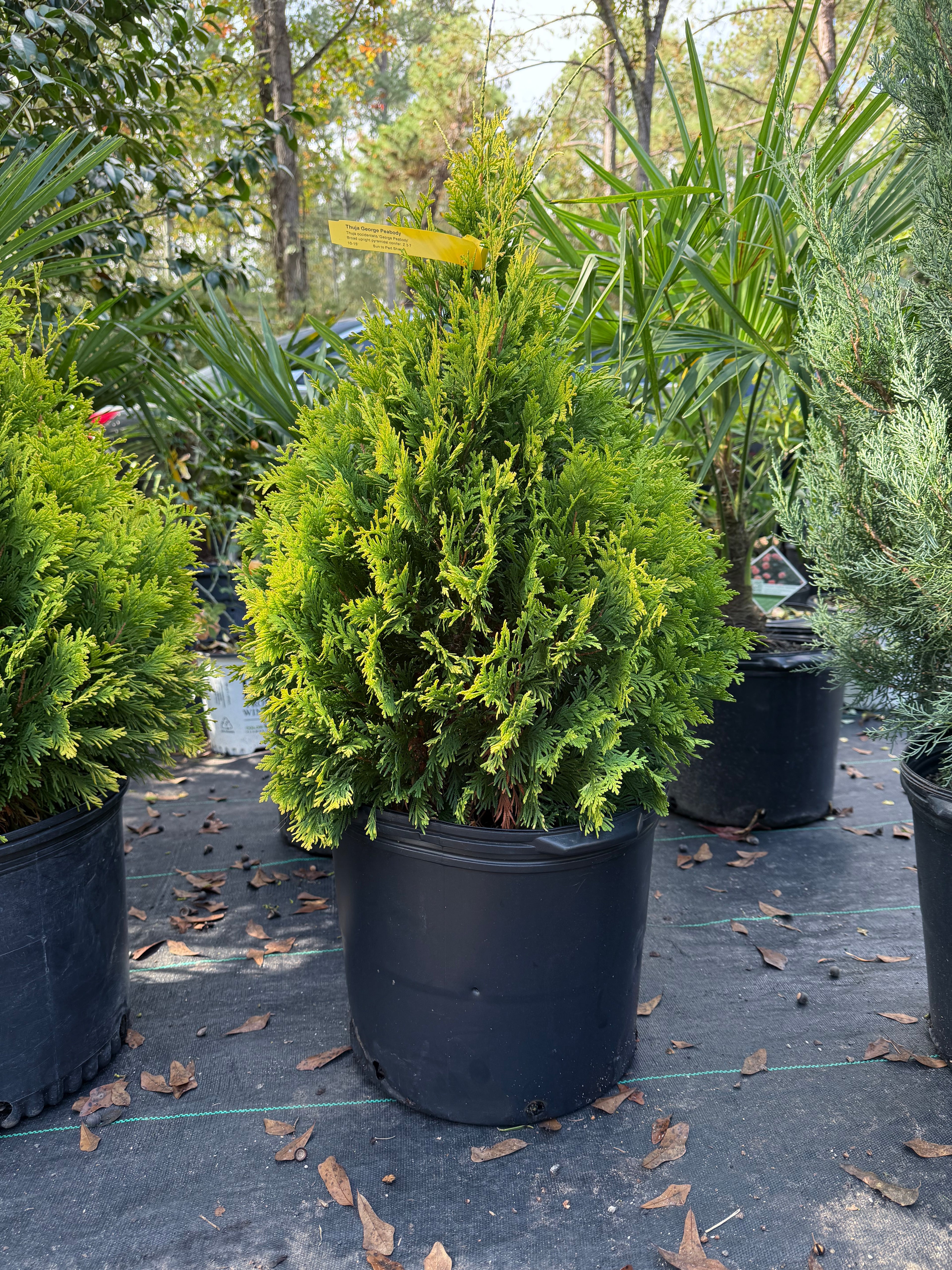 George Peabody Arborvitae