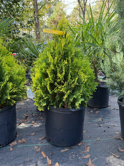 George Peabody Arborvitae