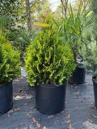 George Peabody Arborvitae