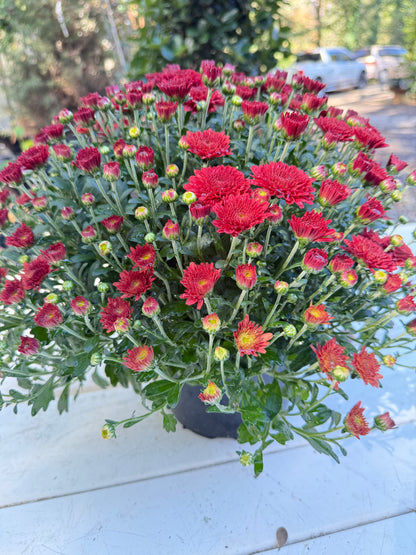 Tabitha Scarlet Mum Plant – Bright Red Fall Garden Chrysanthemum – Hardy Perennial Blooms