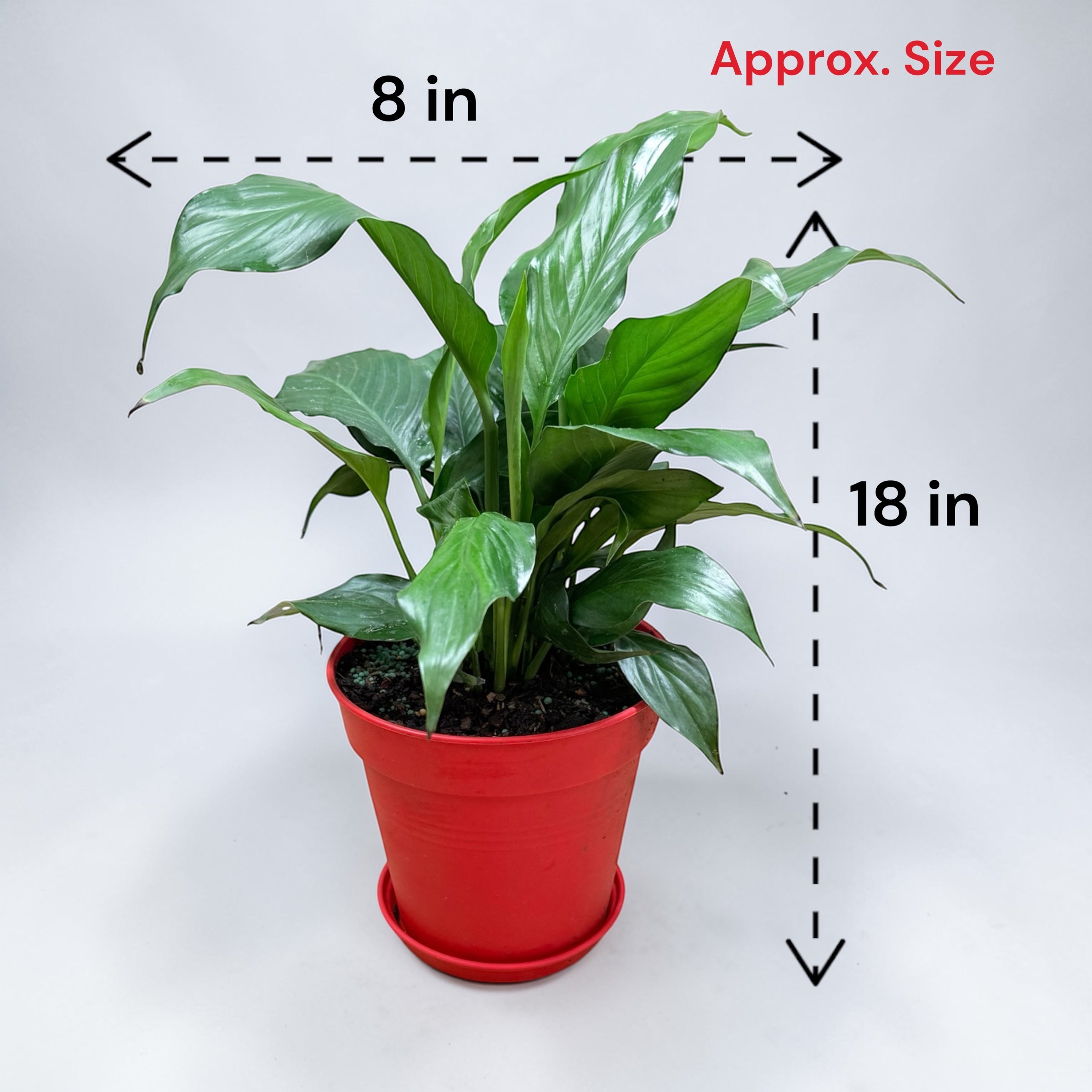 Peace Lily (Live Indoor Plant)