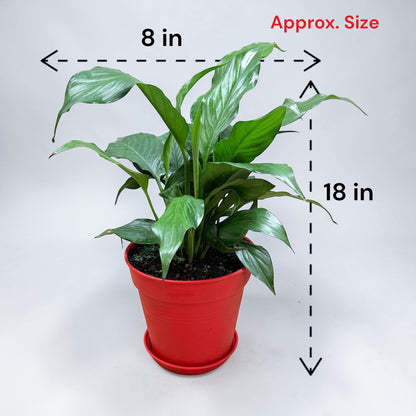 Peace Lily (Live Indoor Plant)