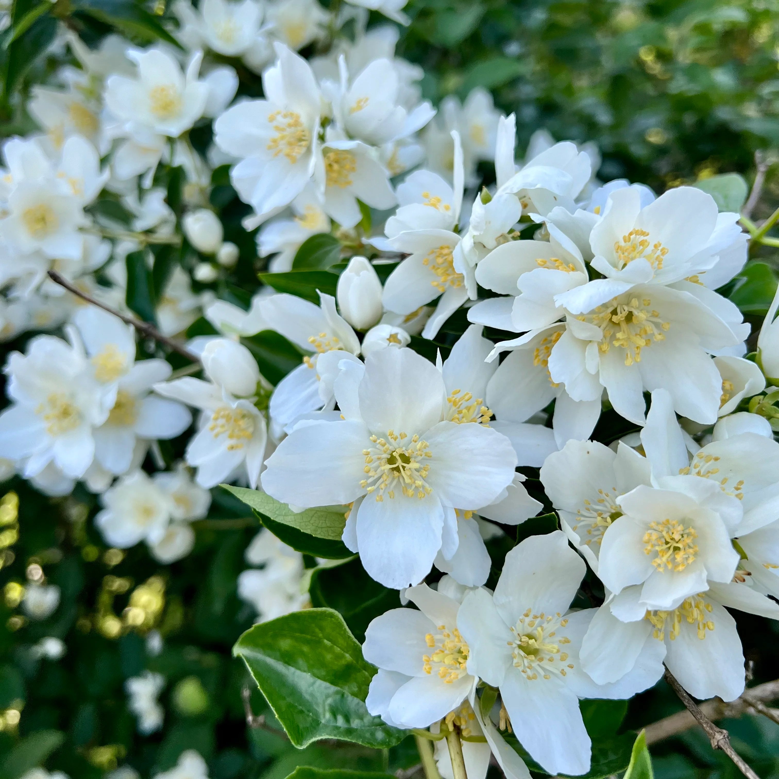 Sweet Mock Orange- perfect white blooms and sweet Orange scent
