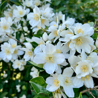 Sweet Mock Orange - Perfect White Blooms