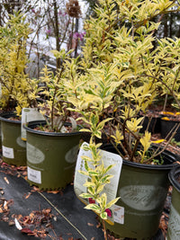 Forsythia  'Believe it Or Not'