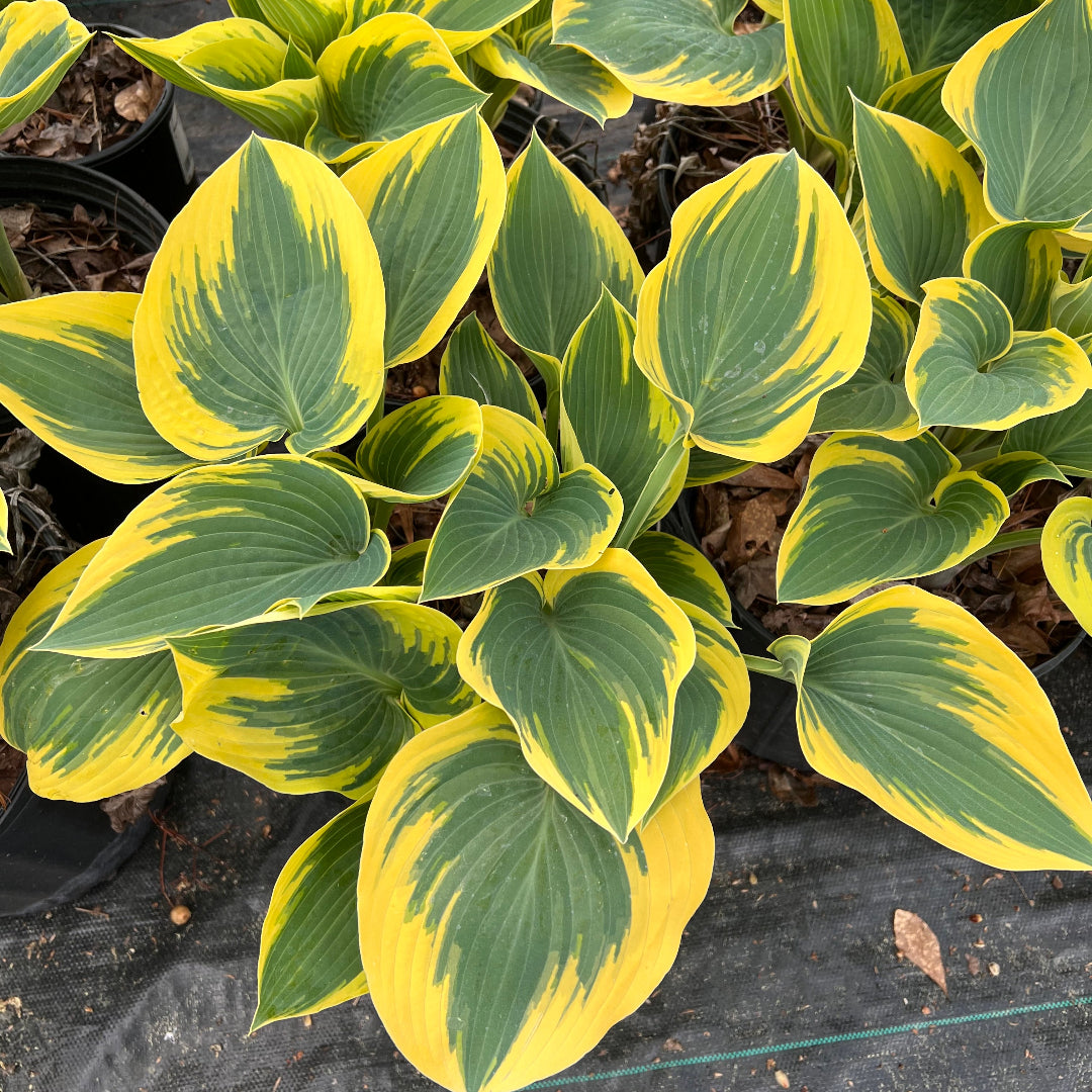 Hosta &