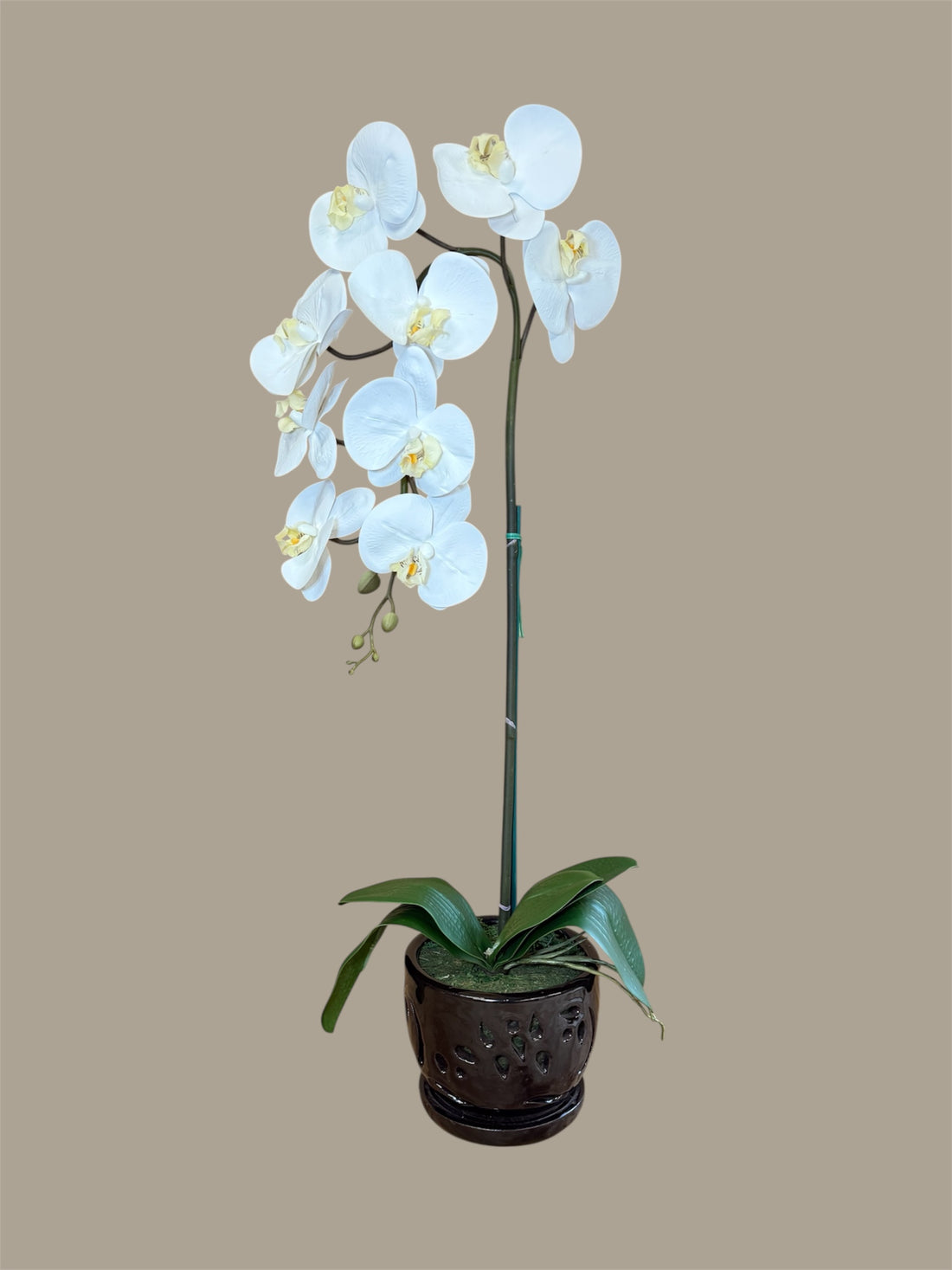 Elegant  White Orchid in Black Ceramic Pot