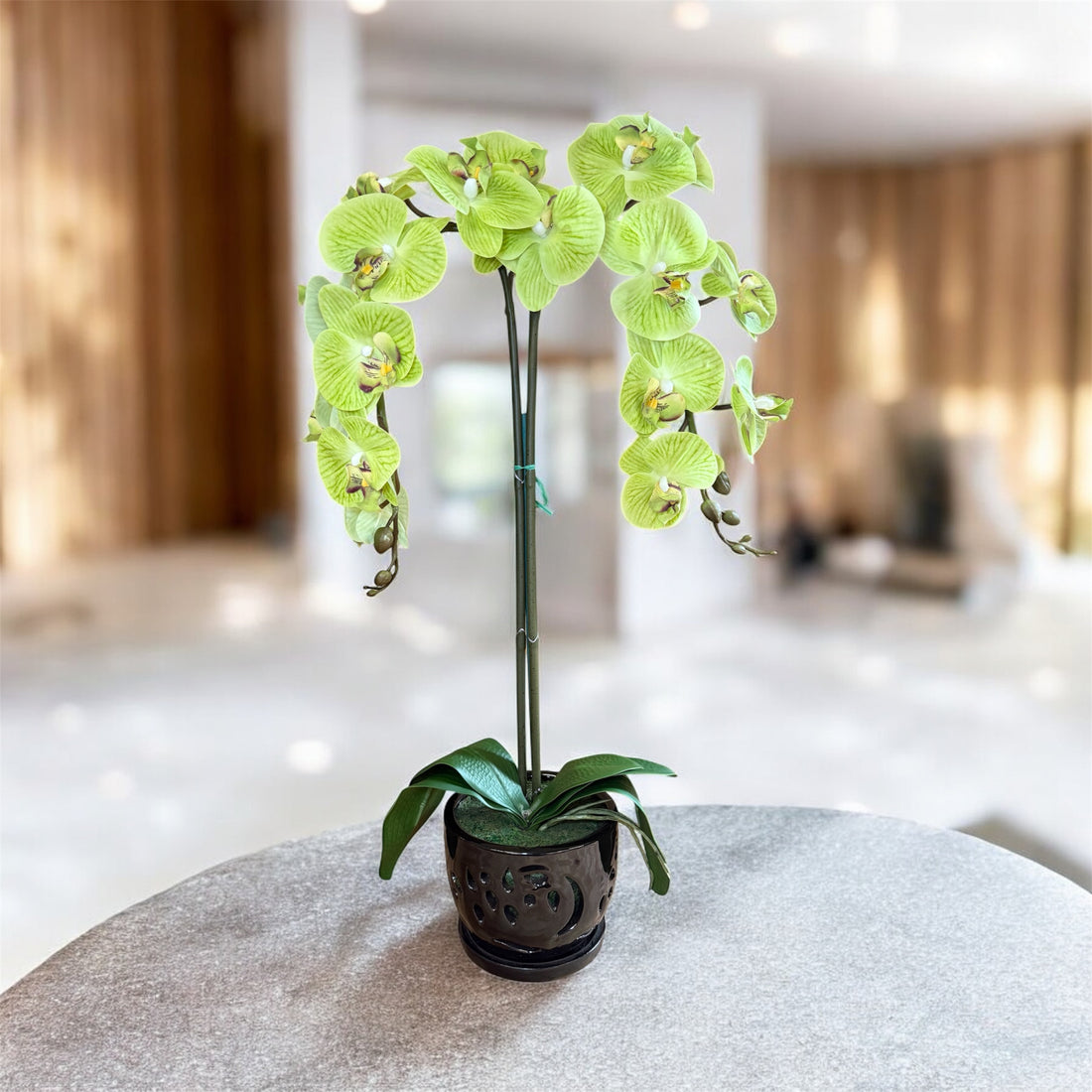 Elegant  Green Orchid in Black Ceramic Pot