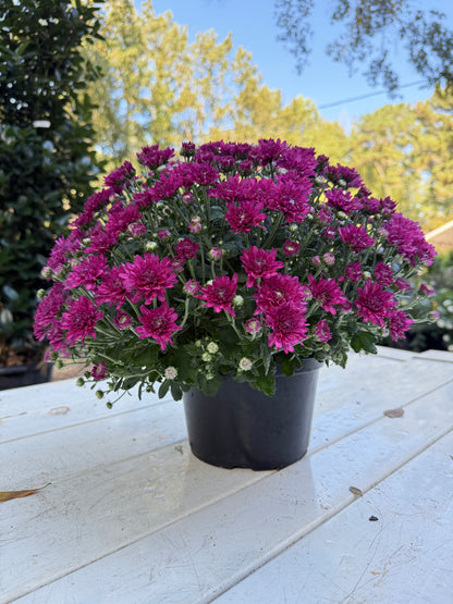 Wanda Purple Mum – Hardy Fall Chrysanthemum | Vibrant Purple Garden Blooms for Pots &amp; Landscapes