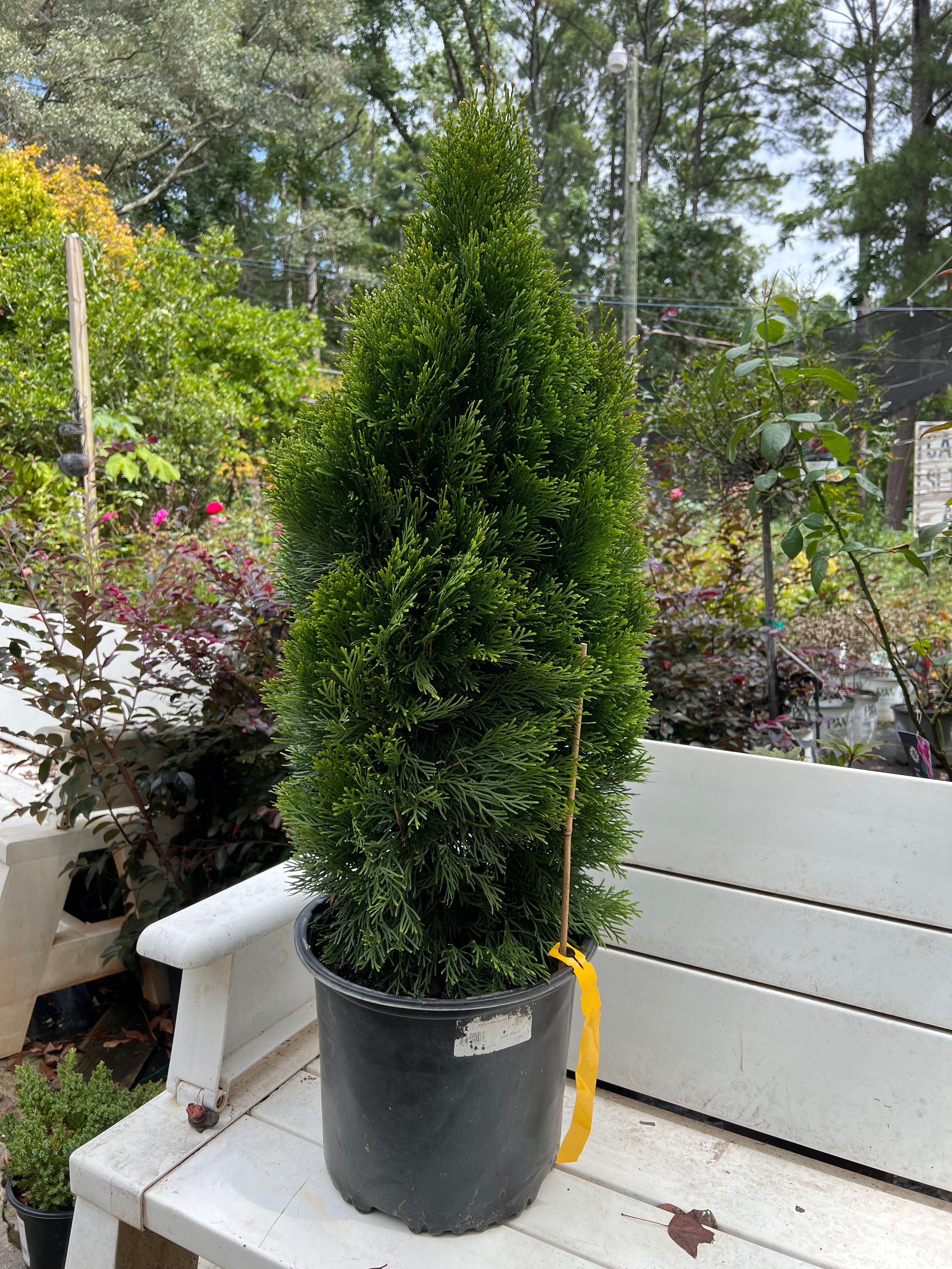 Emerald Green Thuja Arborvitae