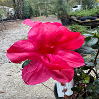 Autumn Bonfire Encore Azalea in landscape setting providing long-lasting seasonal color