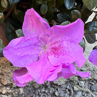 Encore Azalea Autumn Lilac