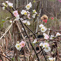 Toyo Nishiki Flowering Quince multi color spring blooms