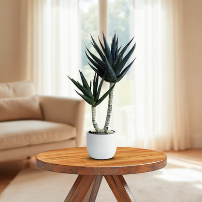 Yucca Plant -Good Gift