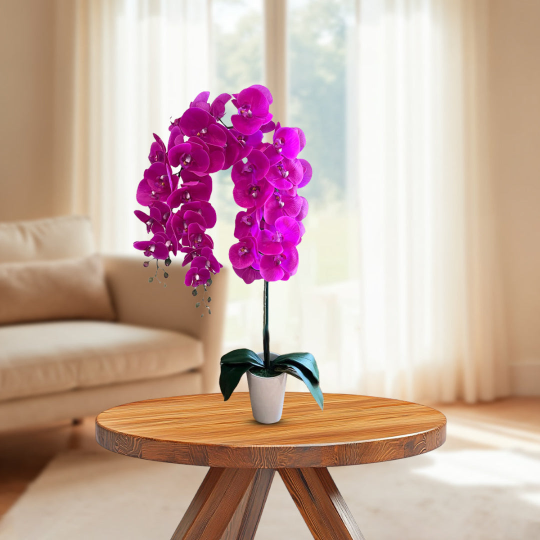 Gorgeous Fucshia Orchid with 22 Flowers in Ceramic Pot