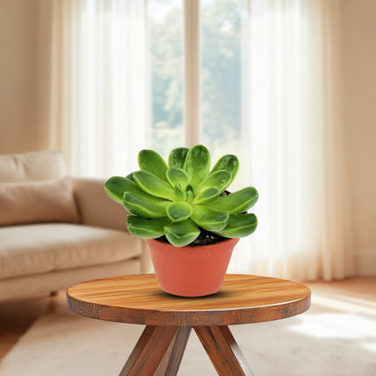 Gorgeous Potted Aeonium - Artificial