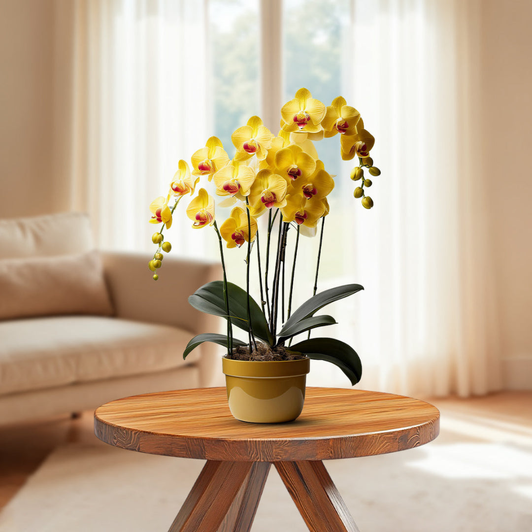 Gorgeous Yellow Orchid-Good Gift
