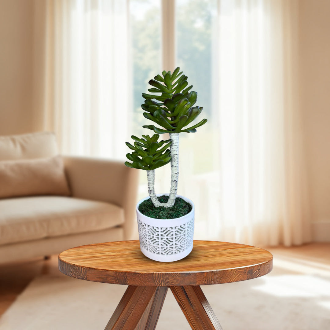 Stunning Plant in Ceramic pot -Good Gift