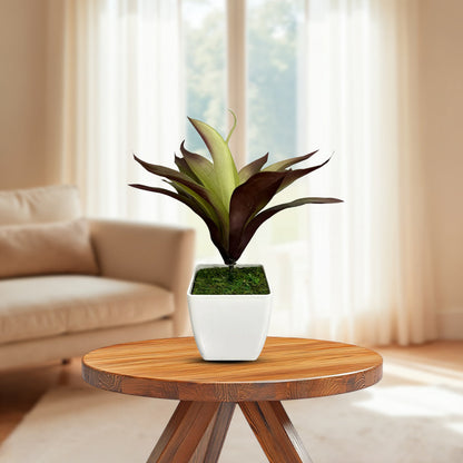 Gorgeous Bonsai - Good Gift