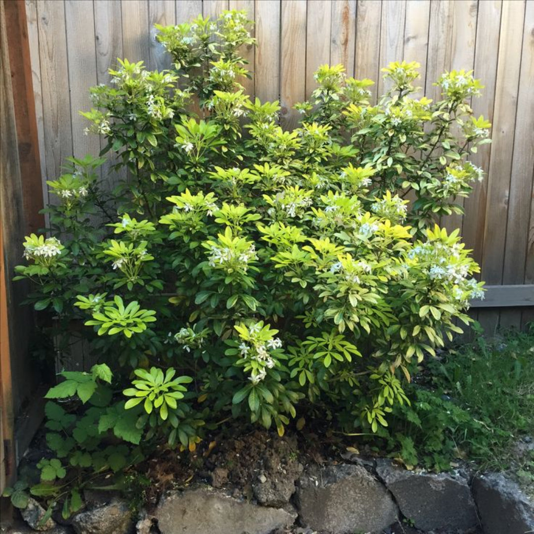 Sundance Mexican Orange Blossom