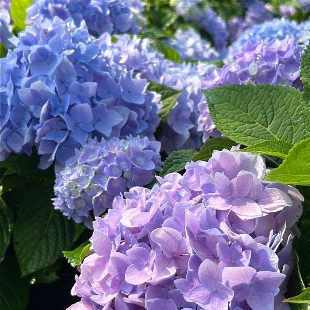 Azure Skies Hydrangea