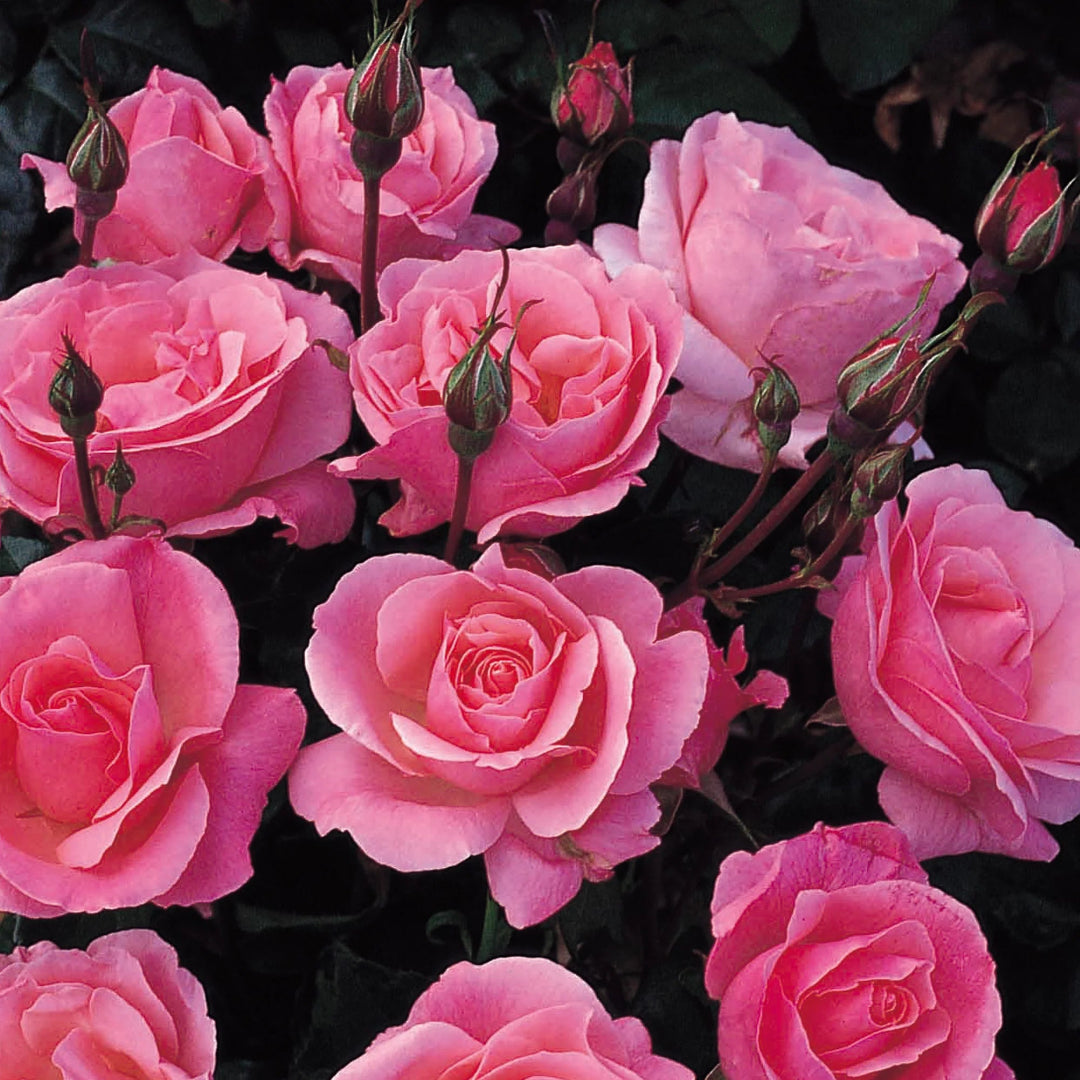 Climbing Queen Elizabeth Rose